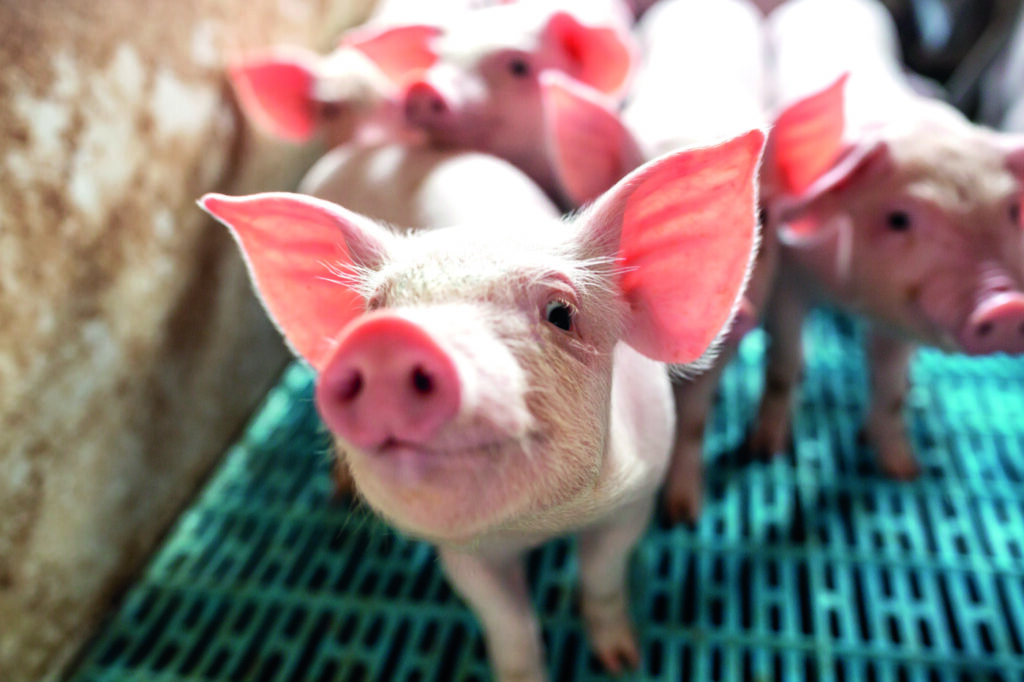 Custos de ração baixos e carne bovina cara podem favorecer suinocultura em 2026 Custos de ração baixos e carne bovina cara podem favorecer suinocultura em 2026