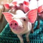 Custos de ração baixos e carne bovina cara podem favorecer suinocultura em 2026