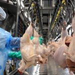Exportações brasileiras de carne de frango crescem 5,3% em fevereiro e atingem recorde para o mês