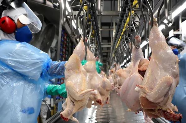 Exportações brasileiras de carne de frango crescem 5,3% em fevereiro e atingem recorde para o mês Exportações brasileiras de carne de frango crescem 5,3% em fevereiro e atingem recorde para o mês