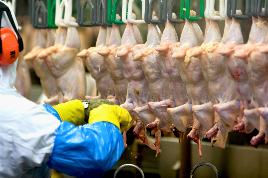 Exportações de frango batem recorde de 493 mil t e setor monitora conflito no Oriente Médio