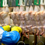 Exportações de frango batem recorde de 493 mil toneladas e setor monitora conflito no Oriente Médio