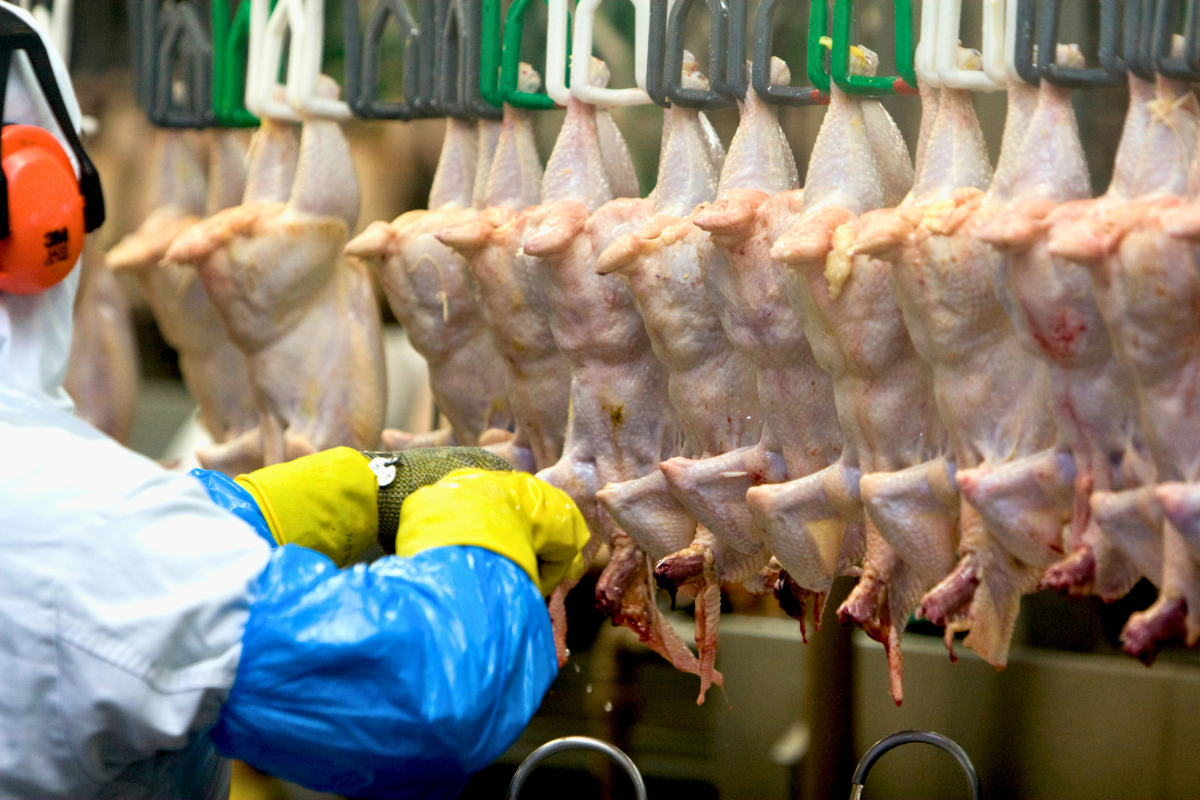 Exportações de frango batem recorde de 493 mil toneladas e setor monitora conflito no Oriente Médio
