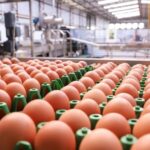 Exportações de ovos atingem maior volume para fevereiro desde 2013