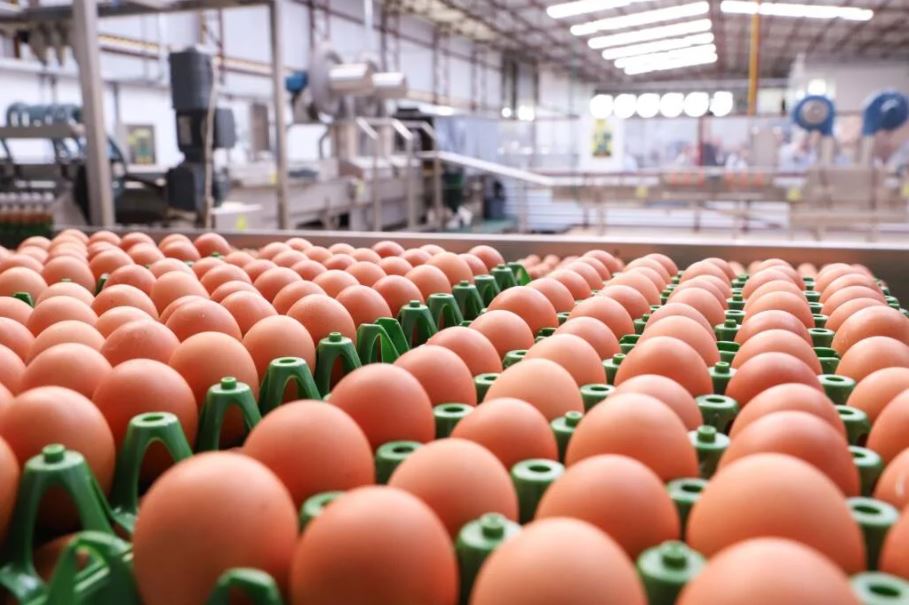 Exportações de ovos atingem maior volume para fevereiro desde 2013