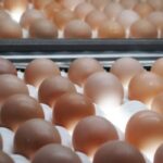 Produtores pressionam varejo por prioridade aos ovos nacionais na Áustria