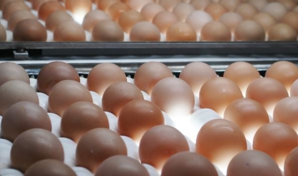 Exportações de ovos de Minas Gerais crescem 15% e ampliam presença em mercados internacionais