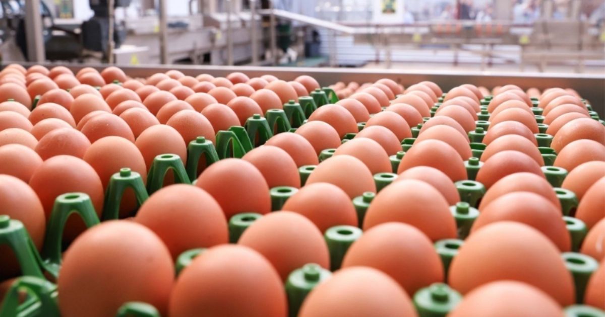 Global Eggs recebe investimento de US$ 1 bilhão e reforça posição entre gigantes globais do mercado de ovos Global Eggs recebe investimento de US$ 1 bilhão e reforça posição entre gigantes globais do mercado de ovos