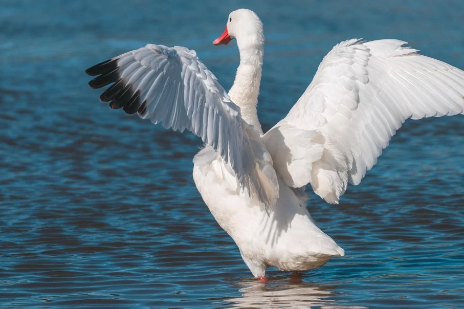 Influenza Aviária é confirmada em aves silvestres no Rio Grande do Sul