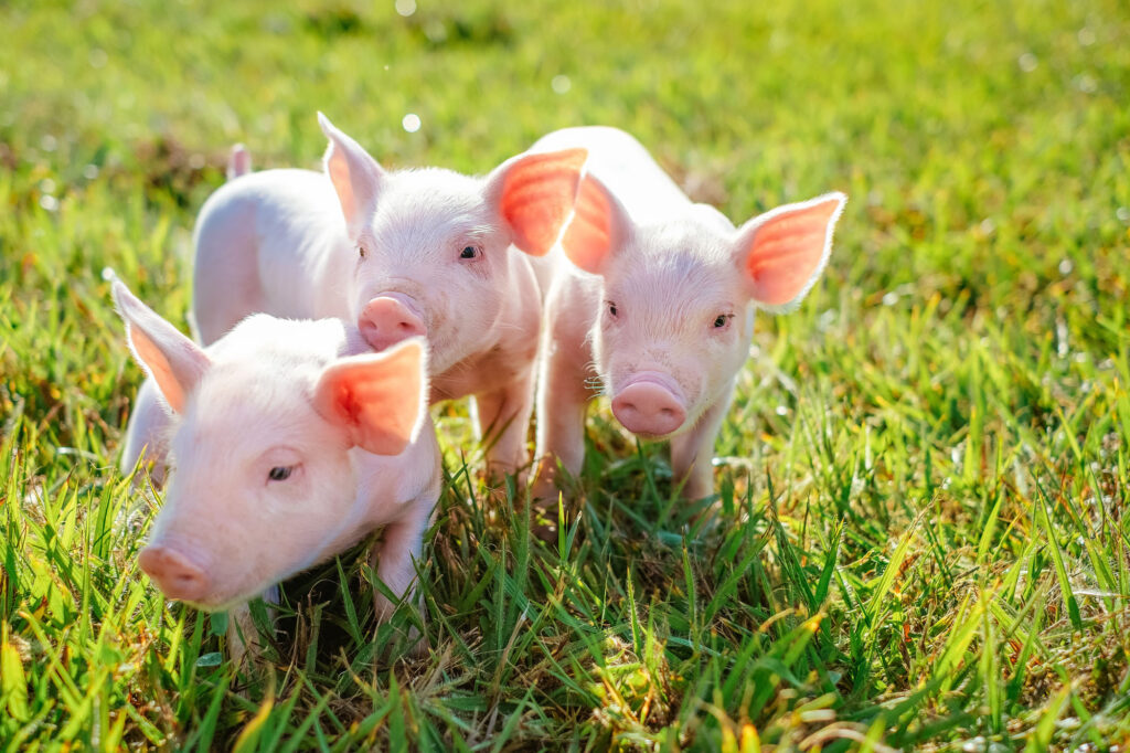 Integração entre C.Vale e Frimesa amplia produção de suínos e leite no Sul do Brasil Integração entre C.Vale e Frimesa amplia produção de suínos e leite no Sul do Brasil