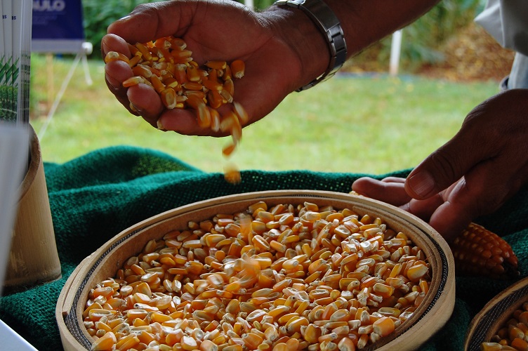 Levantamento indica crescimento na safra 2025/26 e consolida dados do ciclo anterior no agronegócio paulista