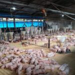 Licenciamento ambiental impulsiona suinocultura e fortalece produção sustentável no Acre