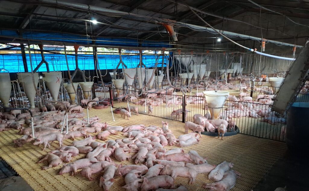 Licenciamento ambiental impulsiona suinocultura e fortalece produção sustentável no Acre