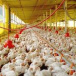 Mato Grosso do Sul abre consulta pública para controle de Salmonella em aviários comerciais