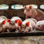 Nova ferramenta digital da Embrapa garante rastreabilidade no uso de dejetos suínos como biofertilizantes