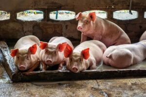 Queda na importação de soja pela China pressiona custos da suinocultura