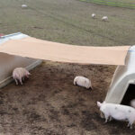 Novo sistema de sombreamento reduz estresse térmico e melhora desempenho de matrizes ao ar livre