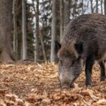 Peste Suína Africana é detectada em 16 países europeus nos dois primeiros meses de 2026