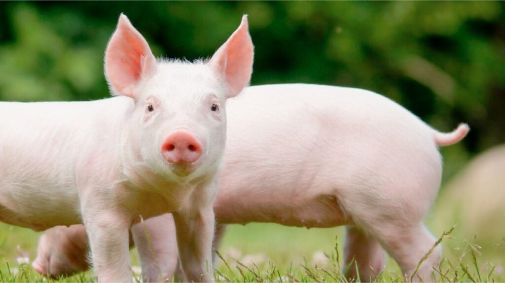Preço do suíno despenca 16,1% em fevereiro e mercado acompanha impactos de tensão no Oriente Médio