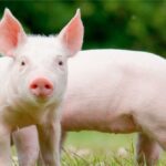 Preço do suíno despenca 16,1% em fevereiro e mercado acompanha impactos de tensão no Oriente Médio
