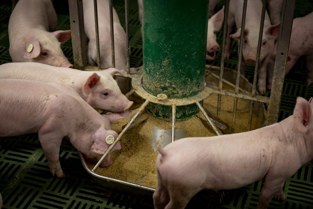 Produção de ração na Alemanha cresce e atinge 22,5 milhões de toneladas em 2025