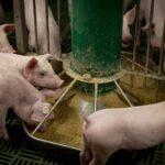 Produção de ração na Alemanha cresce e atinge 22,5 milhões de toneladas em 2025