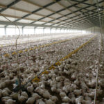 Redes de restaurantes no Reino Unido deixam compromisso de bem-estar da avicultura