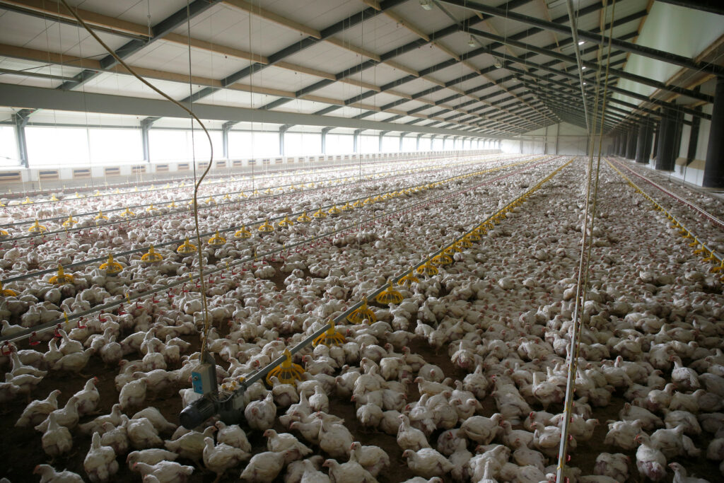 Redes de restaurantes no Reino Unido deixam compromisso de bem-estar da avicultura