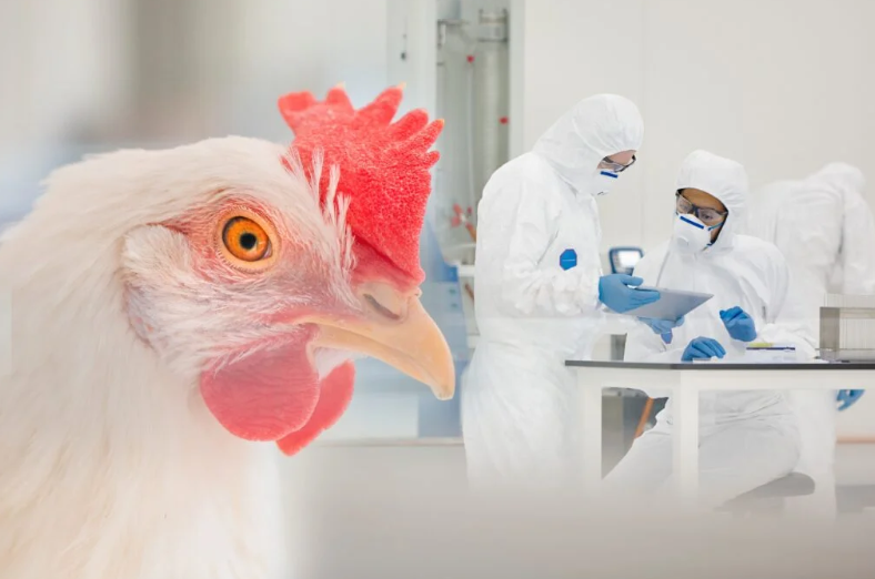 Rio Grande do Sul reforça biosseguridade na avicultura comercial após alerta sanitário Rio Grande do Sul reforça biosseguridade na avicultura comercial após alerta sanitário