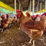 Rota da Avicultura Caipira fortalece cadeia produtiva e geração de renda no meio rural