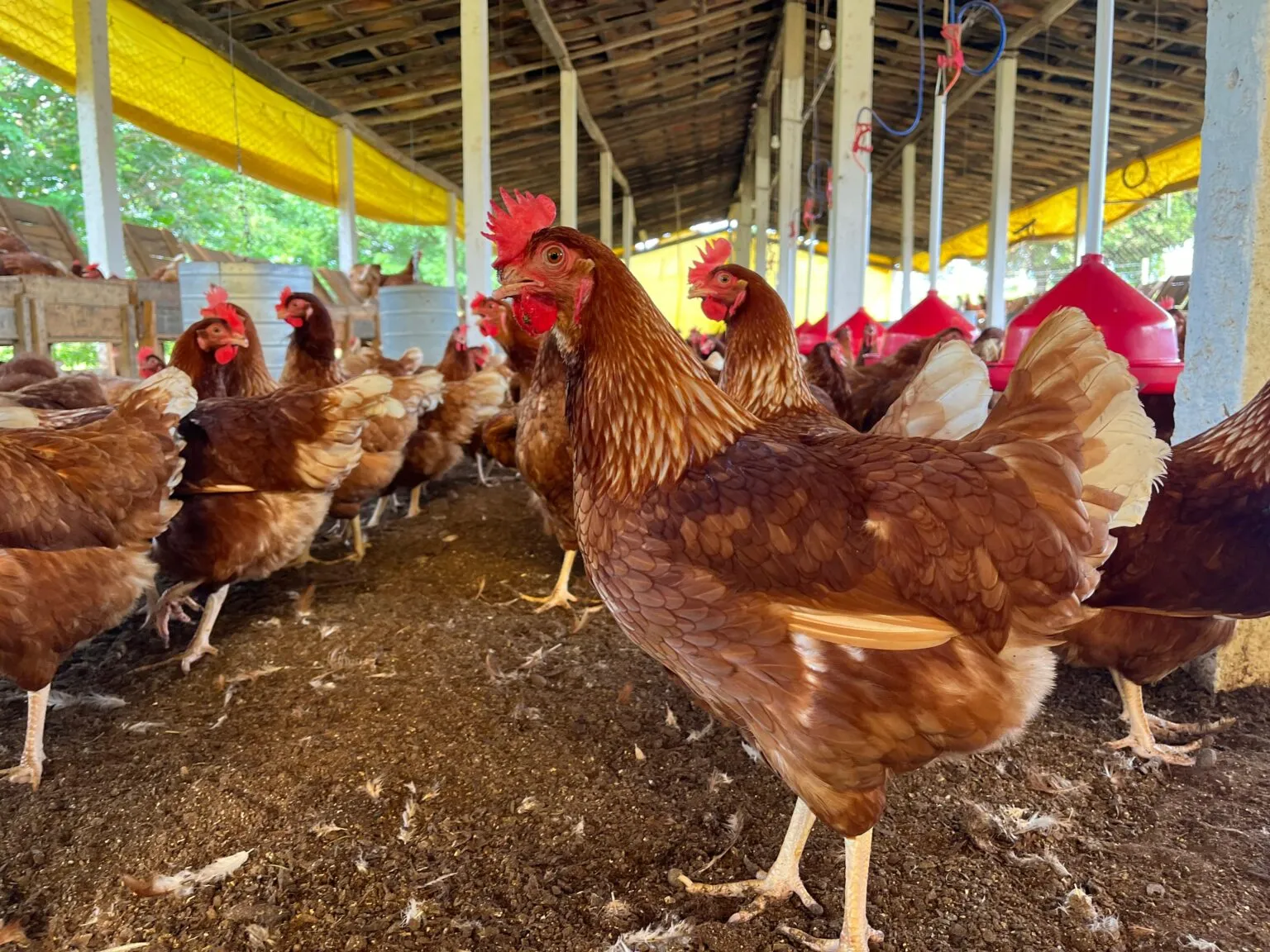 Rota da Avicultura Caipira fortalece cadeia produtiva e geração de renda no meio rural