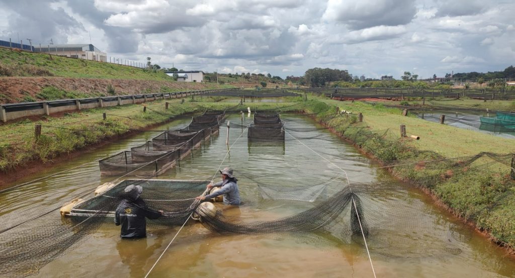 São Paulo intensifica monitoramento sanitário da tilapicultura diante do crescimento da produção e riscos internacionais