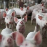 Produção de carne suína cresce 5,5% e mercado pode reagir após a Quaresma