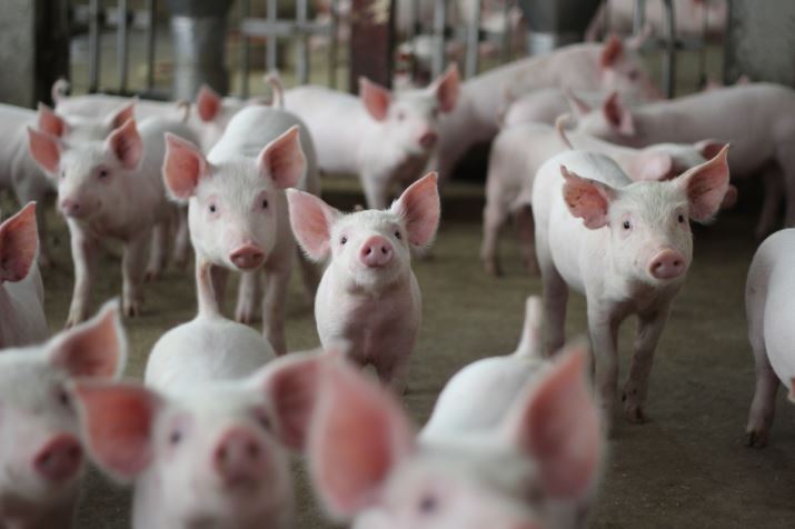 Suinocultura brasileira bate recorde em 2025 e mercado pode reagir com fim da Quaresma