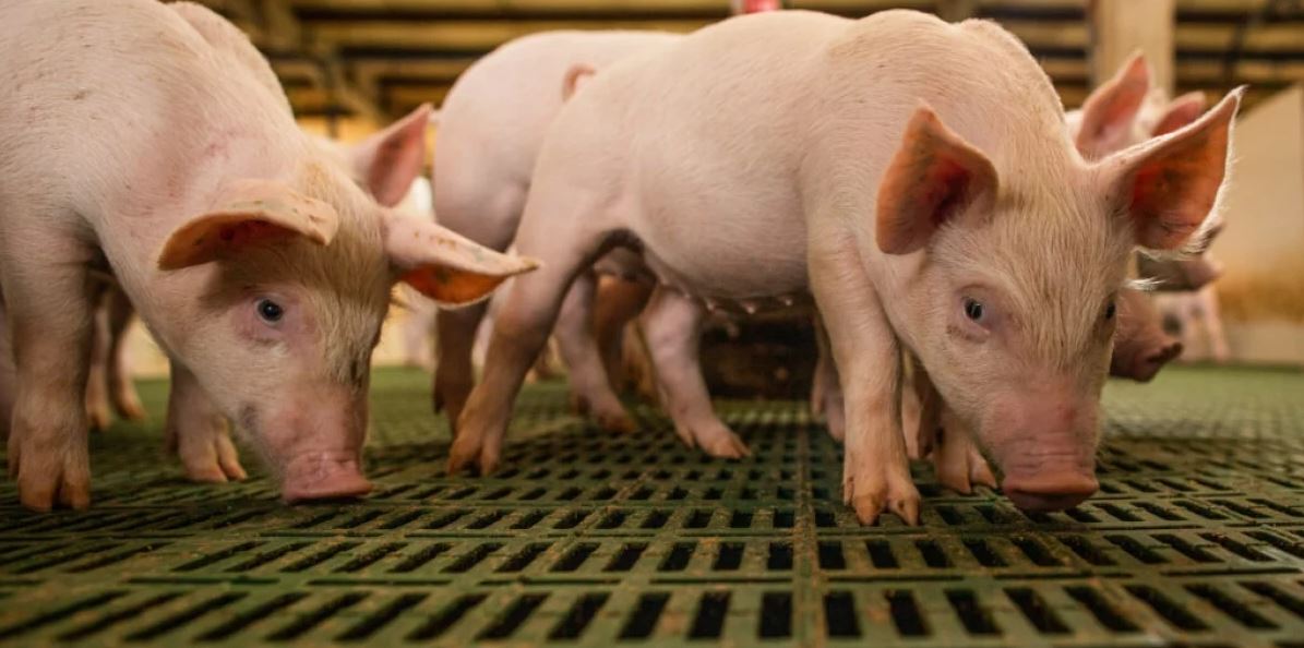 Produtores alemães pedem ao governo por R$ 1,2 bi anuais em bem-estar de porcas Produtores alemães pedem ao governo por R$ 1,2 bi anuais em bem-estar de porcas