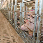 Suinocultura europeia: adequação da Ucrânia às normas da UE exigirá investimento milionário e reestruturação das granjas