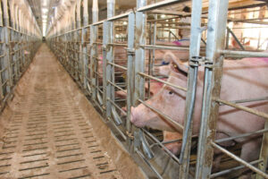 Suinocultura europeia: adequação da Ucrânia às normas da UE exigirá investimento milionário e reestruturação das granjas