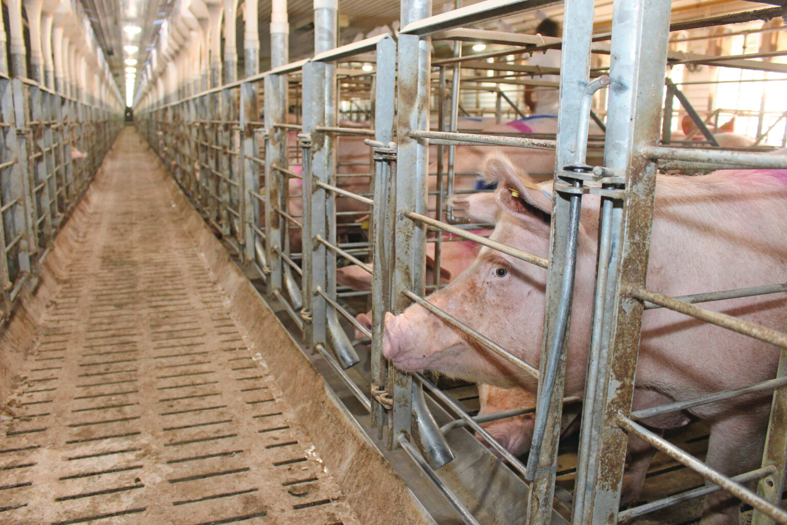 Suinocultura europeia: adequação da Ucrânia às normas da UE exigirá investimento milionário e reestruturação das granjas Suinocultura europeia: adequação da Ucrânia às normas da UE exigirá investimento milionário e reestruturação das granjas