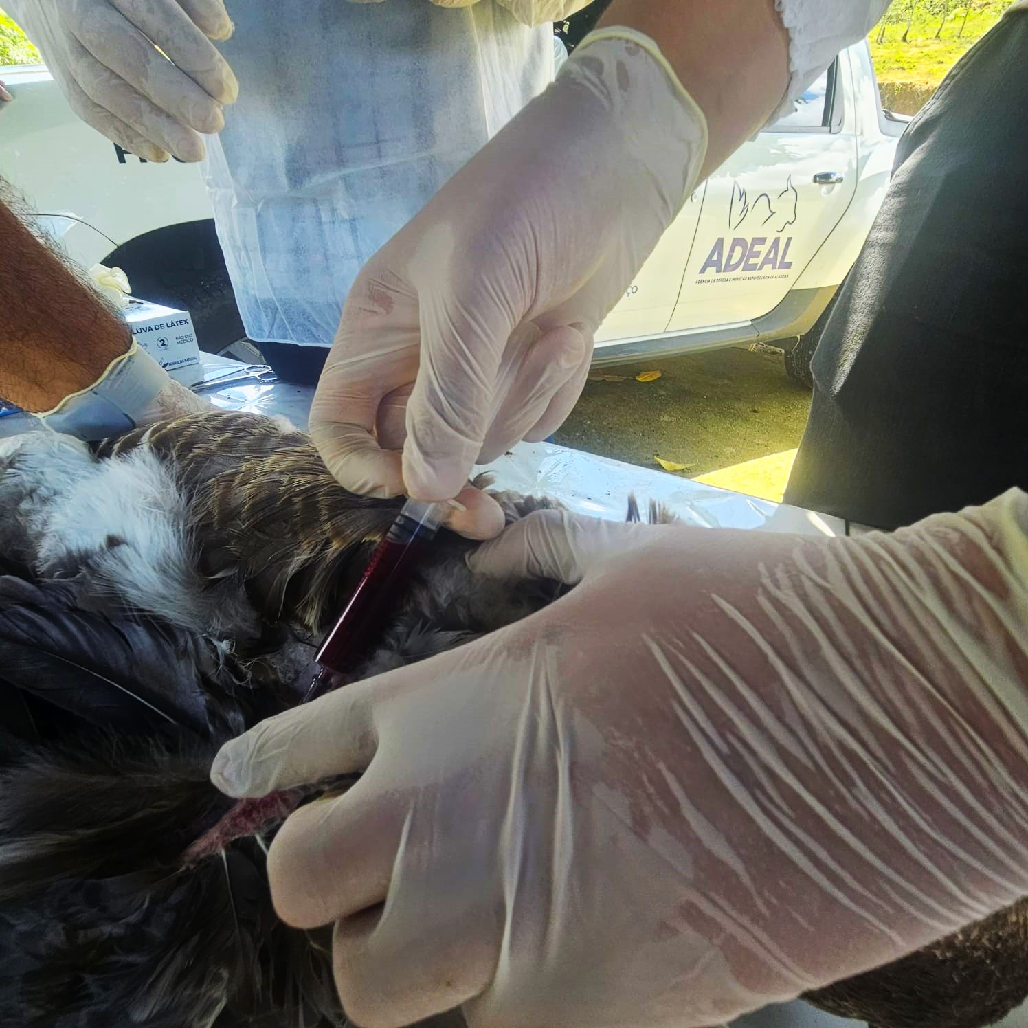Alagoas coleta amostras em 462 aves para reforçar vigilância contra Influenza Aviária