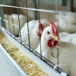 Influenza aviária reaparece na Holanda e leva ao abate de mais de 135 mil aves