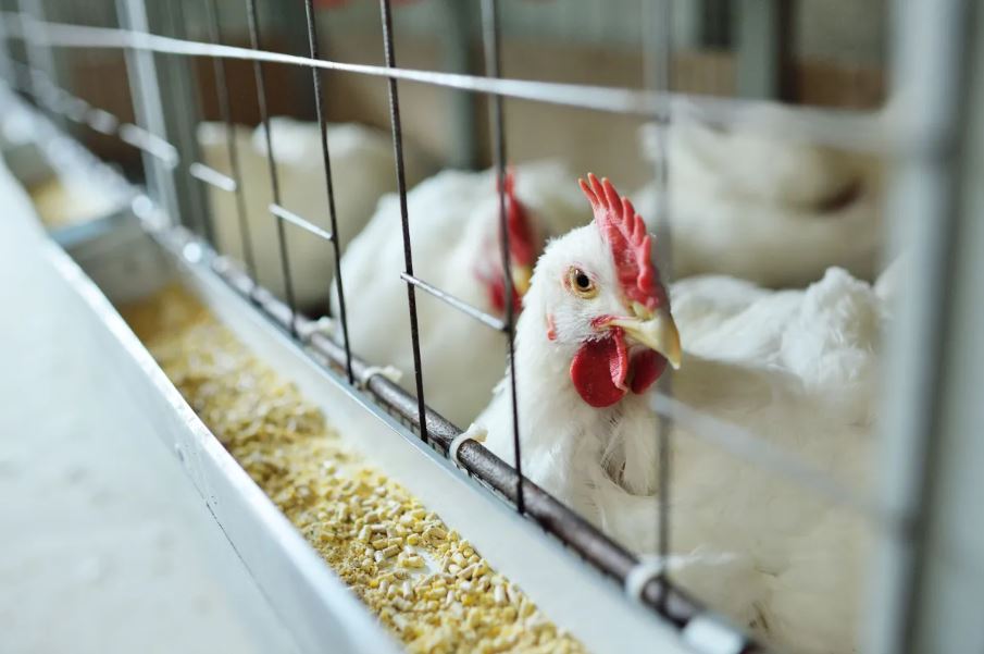 Argentina é declarada livre de Influenza Aviária H5N1 após controle de foco