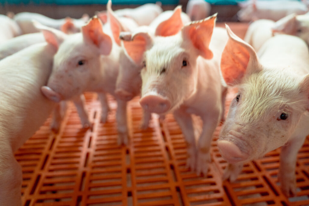 Atualização de custos da suinocultura mineira avança com base da Embrapa e reforça gestão nas granjas Atualização de custos da suinocultura mineira avança com base da Embrapa e reforça gestão nas granjas