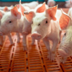 Atualização de custos da suinocultura mineira avança com base da Embrapa e reforça gestão nas granjas