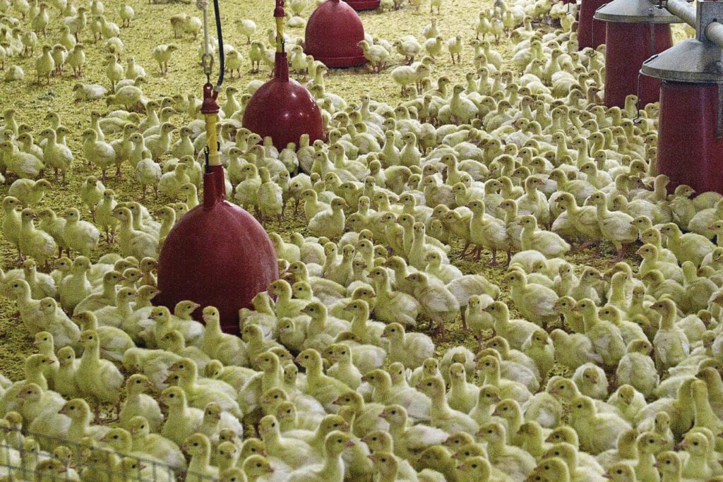 Avicultura da Rússia amplia exportação de peru, mas enfrenta gargalos produtivos e pressão externa