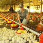 Avicultura de Mato Grosso do Sul cresce em 2026 e abate de frangos avança 6,97%