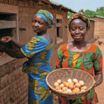 Avicultura na África: projeto amplia acesso a genética e fortalece pequenos produtores em Gana