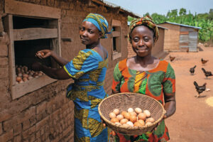 Avicultura na África: projeto amplia acesso a genética e fortalece pequenos produtores em Gana