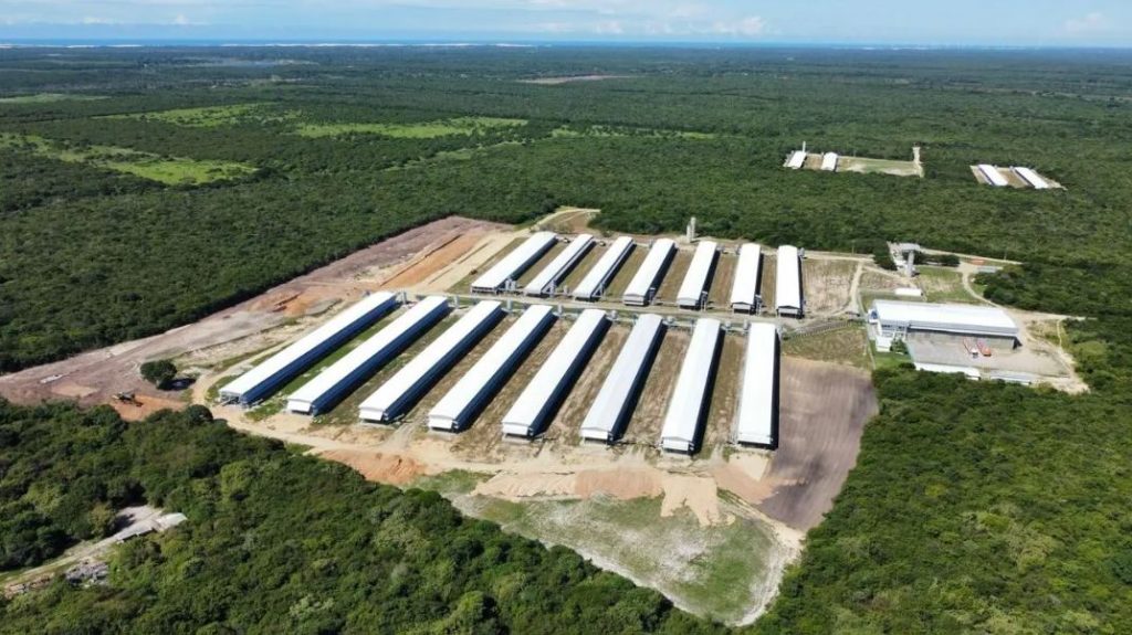 Avicultura no Ceará: Granja Regina alcança 34% do mercado de frango resfriado