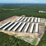 Avicultura no Ceará: Granja Regina alcança 34% do mercado de frango resfriado