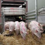 Inspeção no descarregamento pode elevar padrões em frigoríficos, aponta estudo sobre bem-estar animal na suinocultura europeia